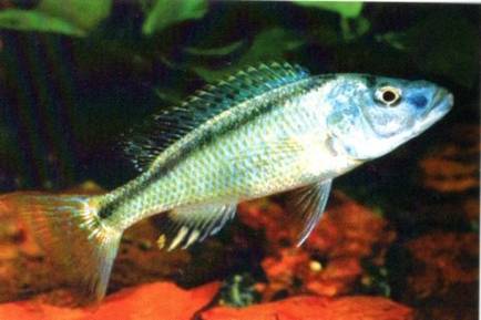 african cichlids wild